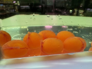 まだまだこれからですが・・・。