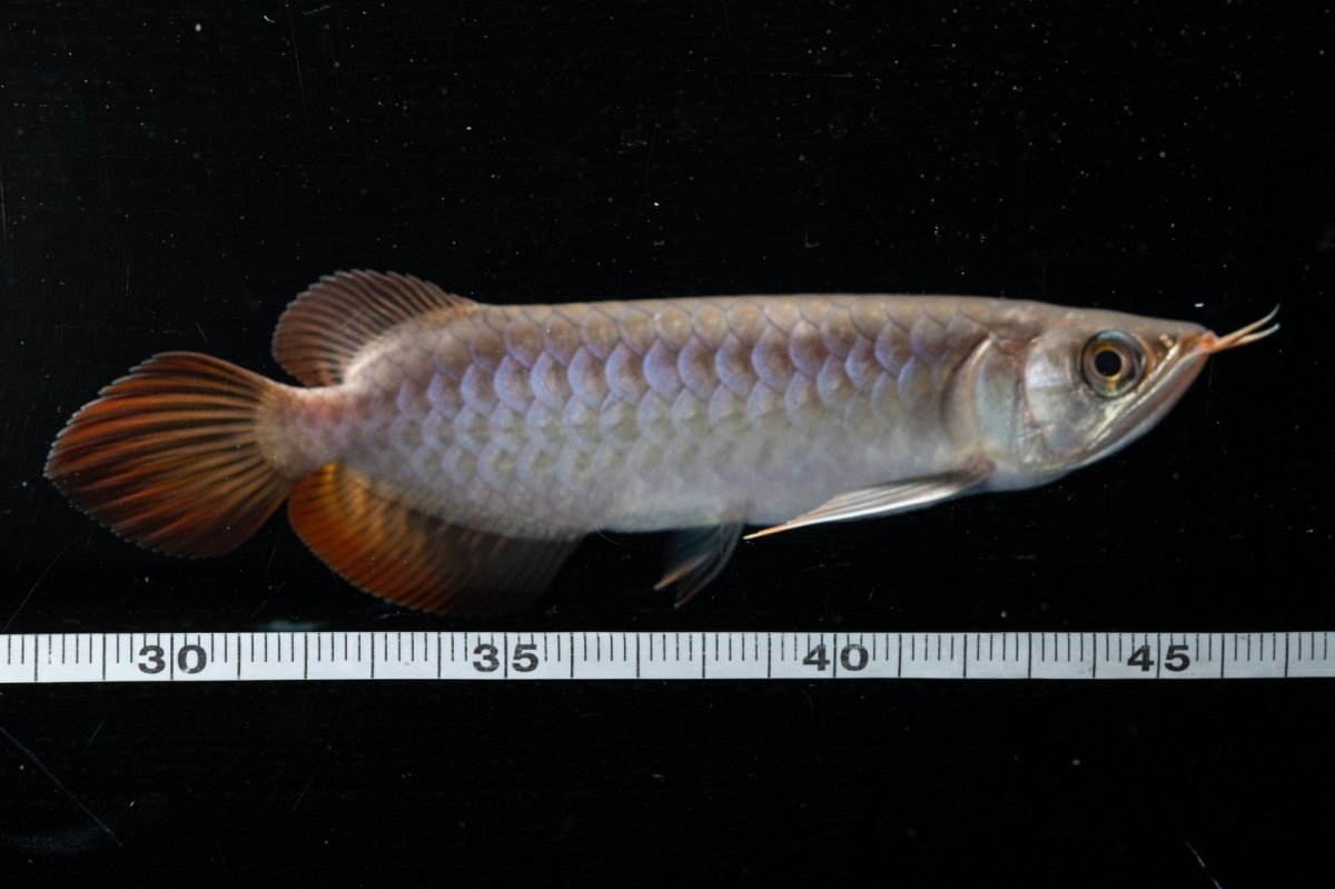 画像15: スーパーレッド  NO.33（プルマタカプアス産） (15)