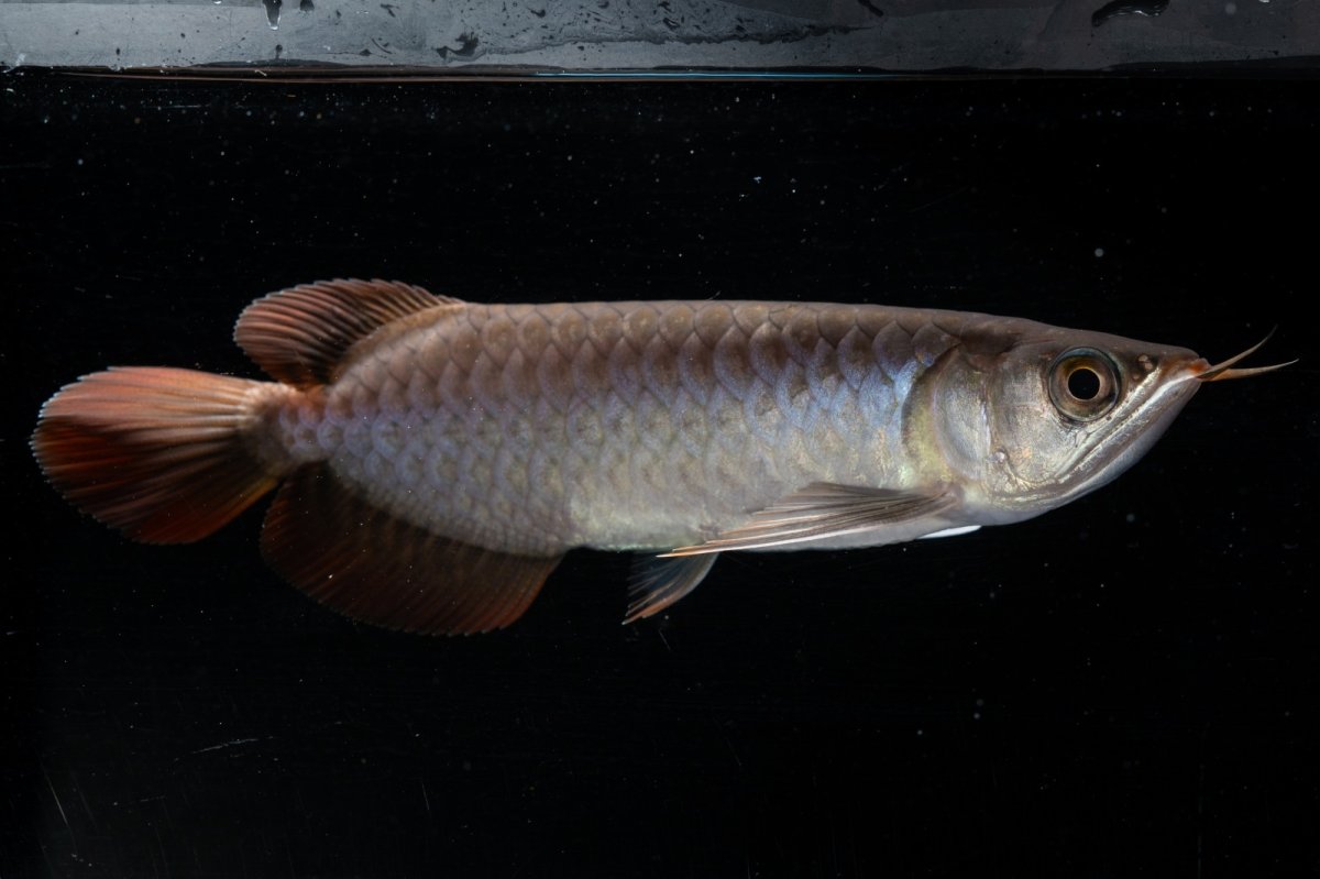 画像10: スーパーレッド  NO.33（プルマタカプアス産） (10)