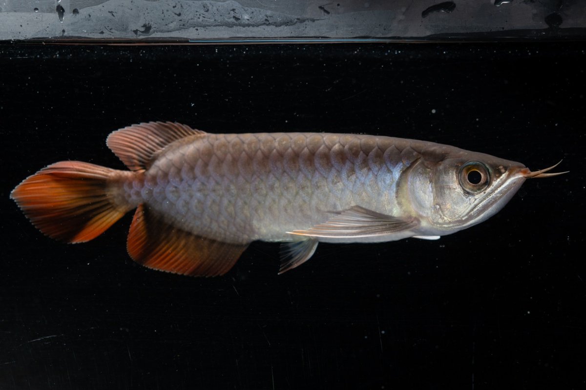 画像8: スーパーレッド  NO.33（プルマタカプアス産） (8)