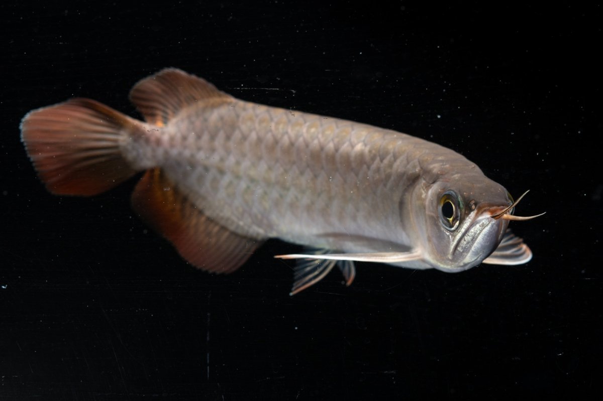 画像12: スーパーレッド  NO.33（プルマタカプアス産） (12)