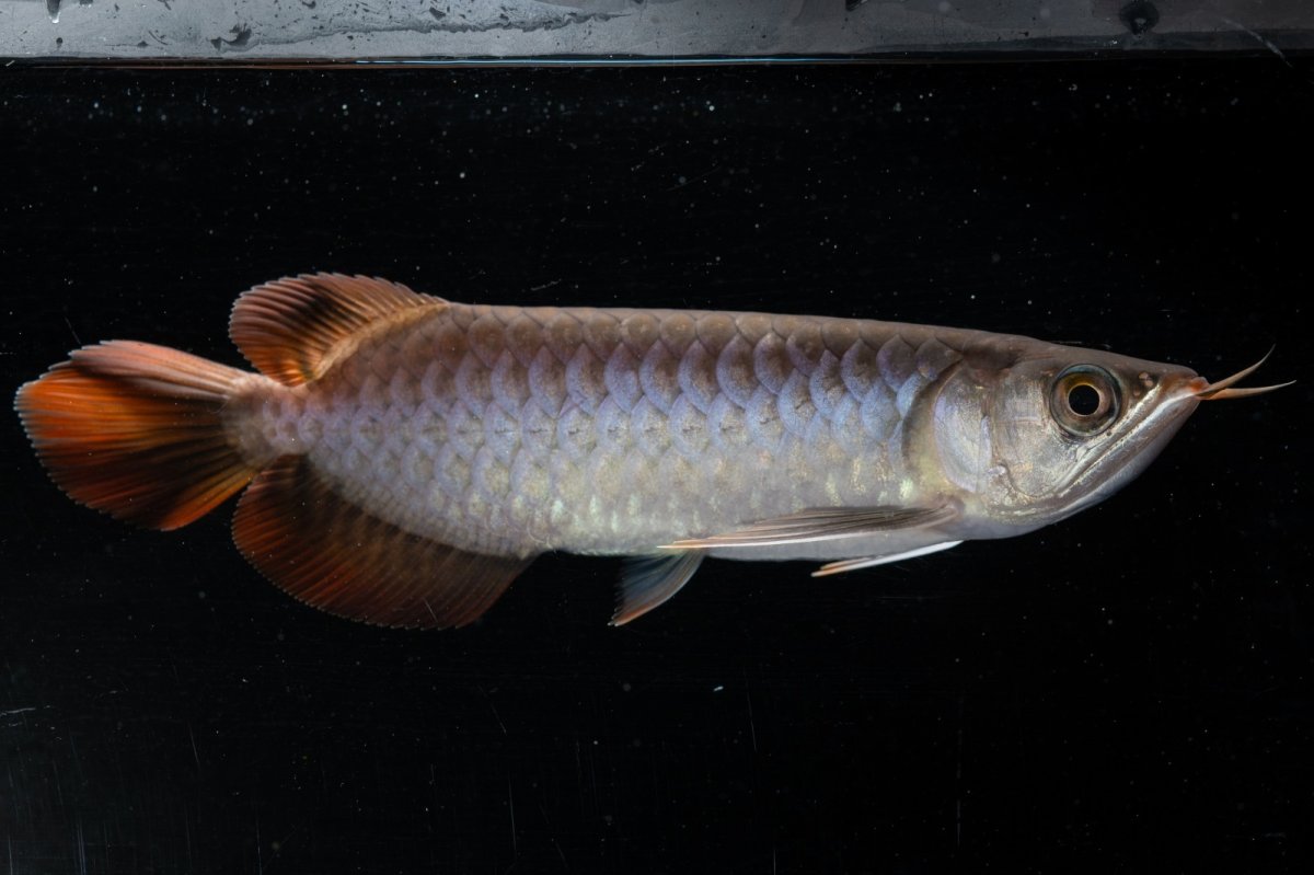 画像4: スーパーレッド  NO.33（プルマタカプアス産） (4)