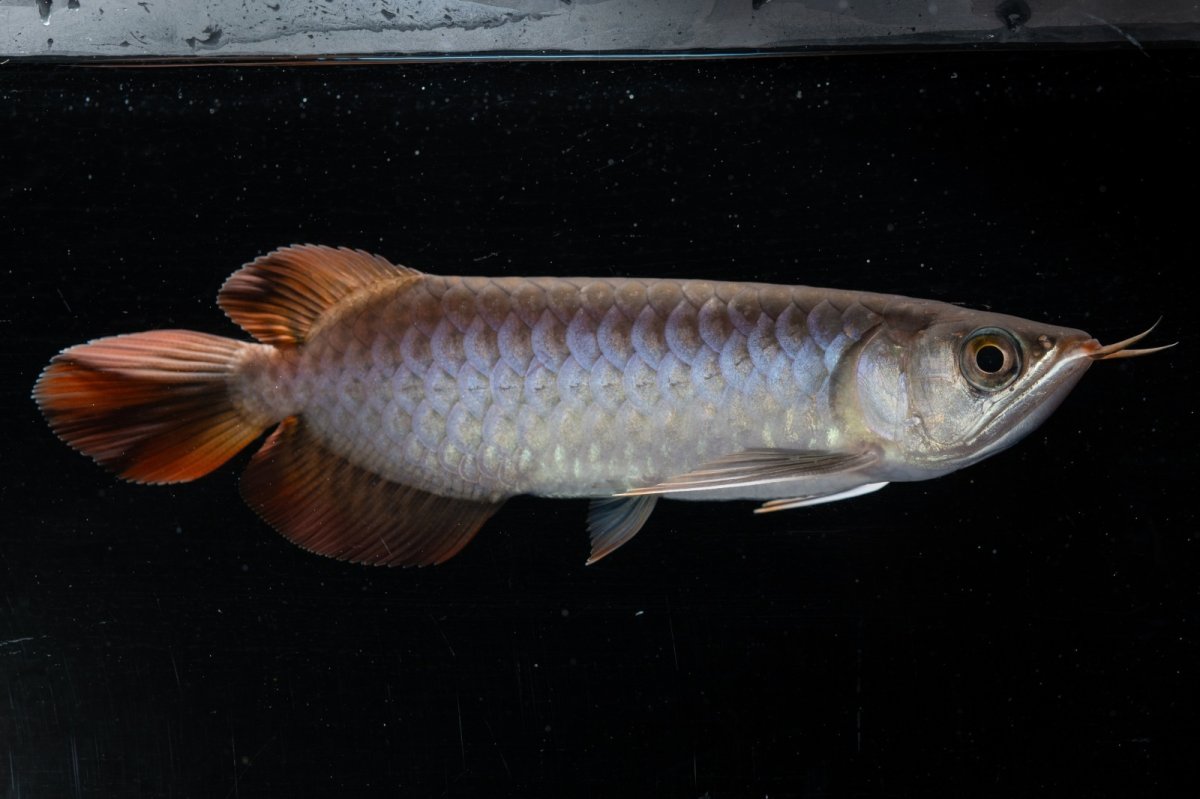 画像2: スーパーレッド  NO.33（プルマタカプアス産） (2)