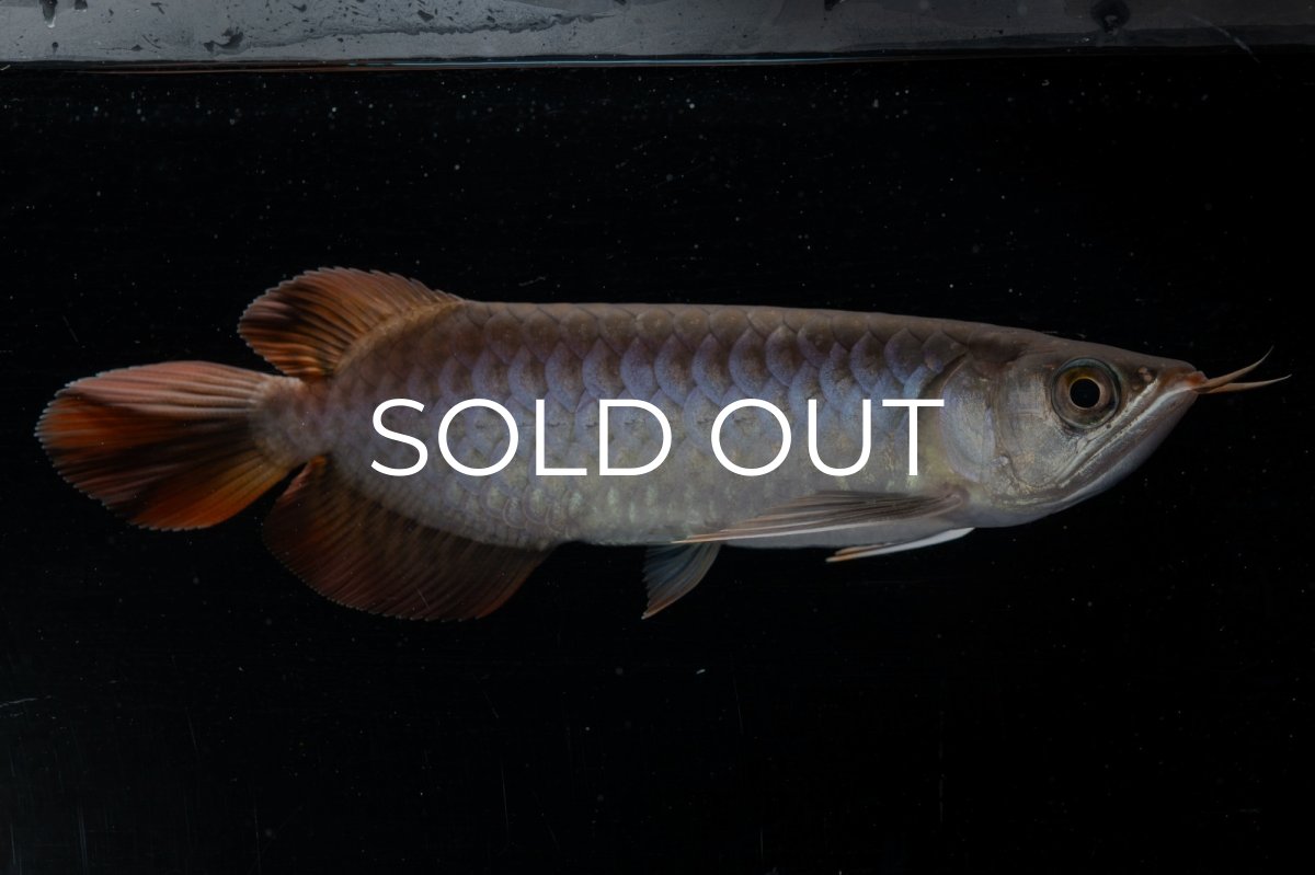 画像2: スーパーレッド  NO.33（プルマタカプアス産） (2)