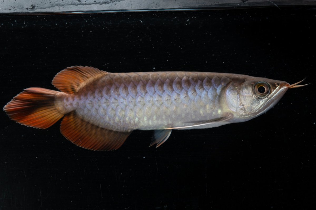 画像6: スーパーレッド  NO.33（プルマタカプアス産） (6)