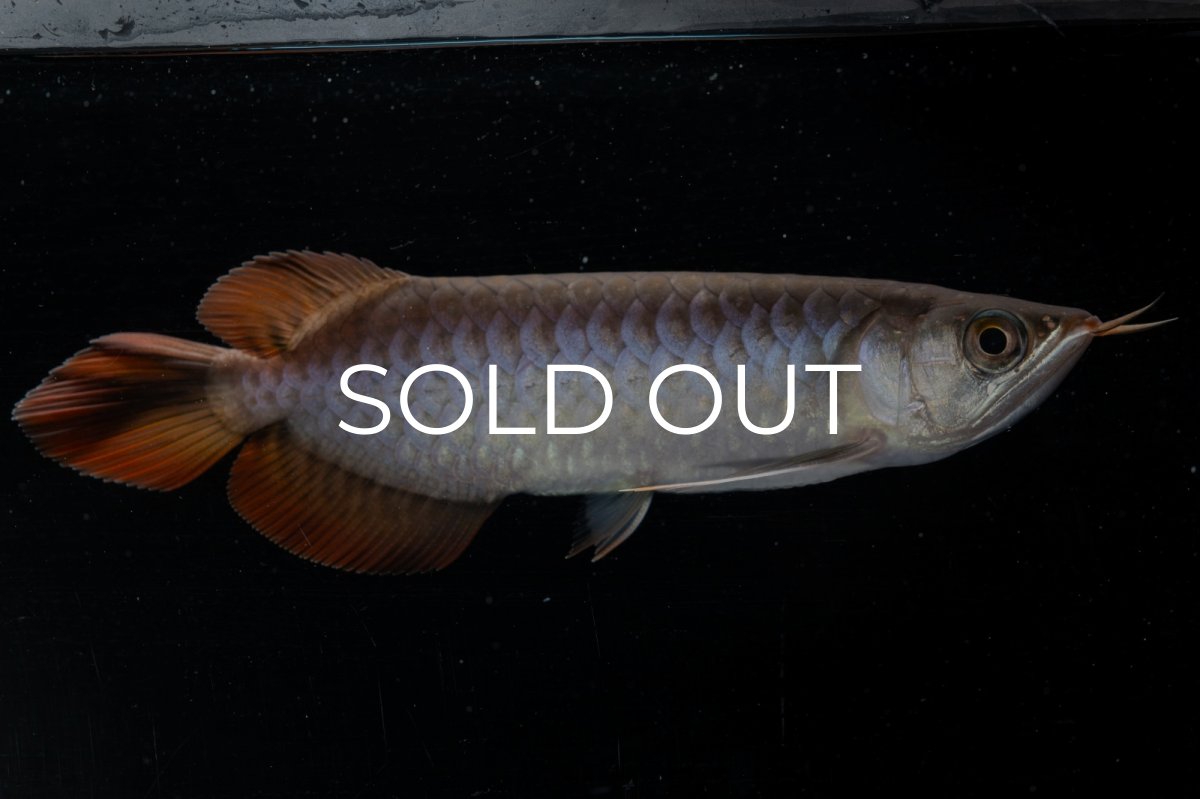 画像6: スーパーレッド  NO.33（プルマタカプアス産） (6)