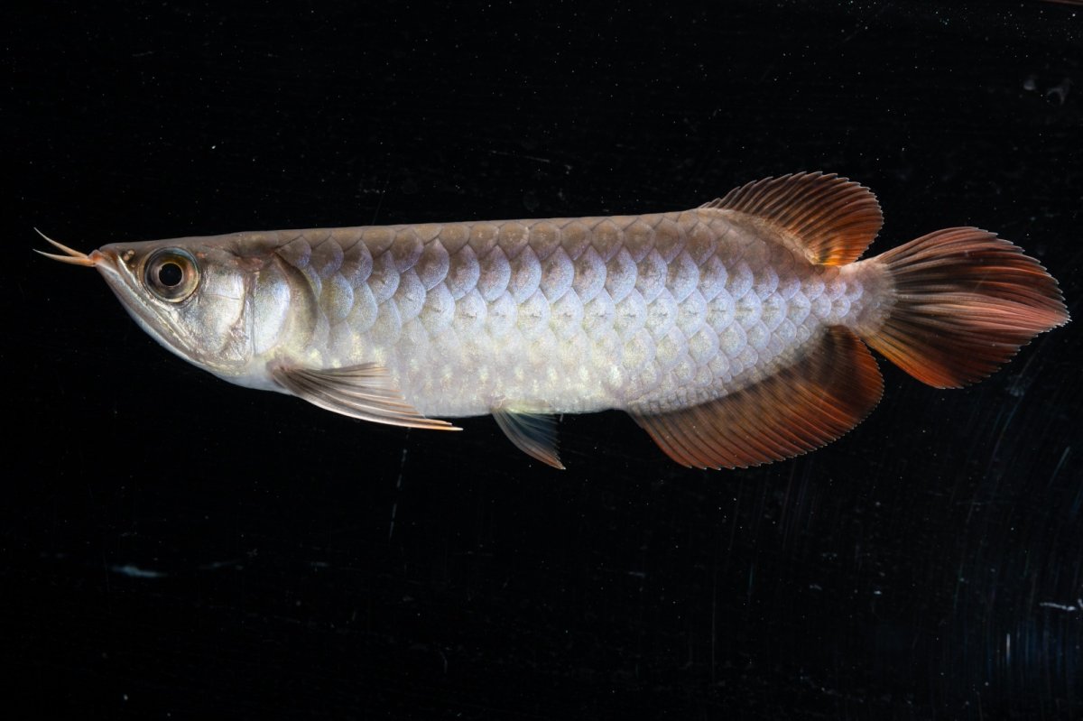 画像11: スーパーレッド  NO.33（プルマタカプアス産） (11)