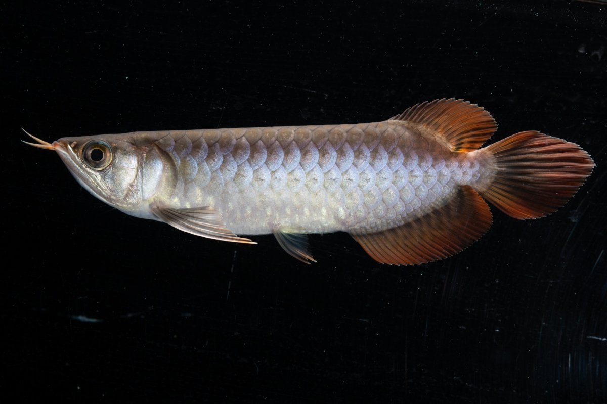 画像3: スーパーレッド  NO.33（プルマタカプアス産） (3)