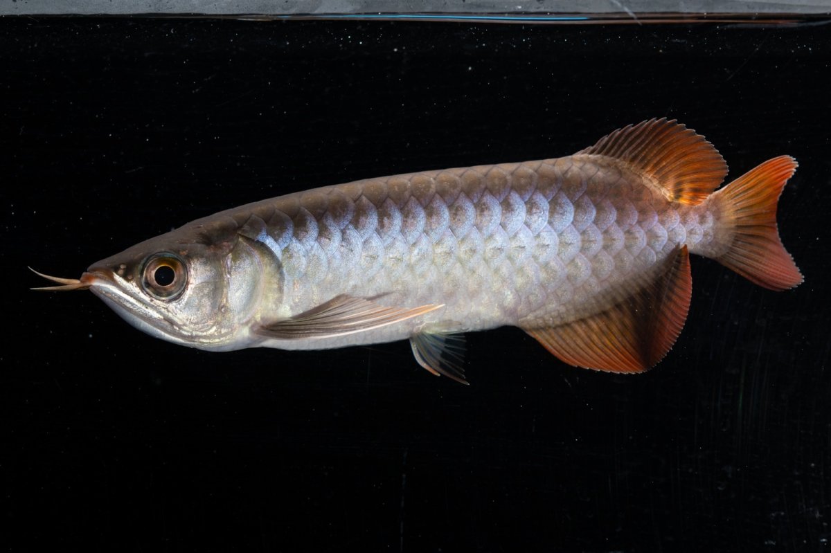 画像9: スーパーレッド  NO.33（プルマタカプアス産） (9)