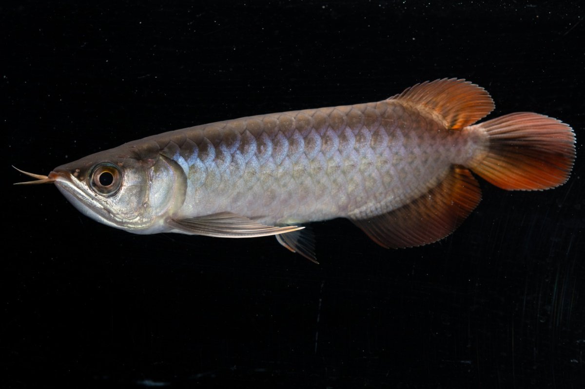 画像7: スーパーレッド  NO.33（プルマタカプアス産） (7)