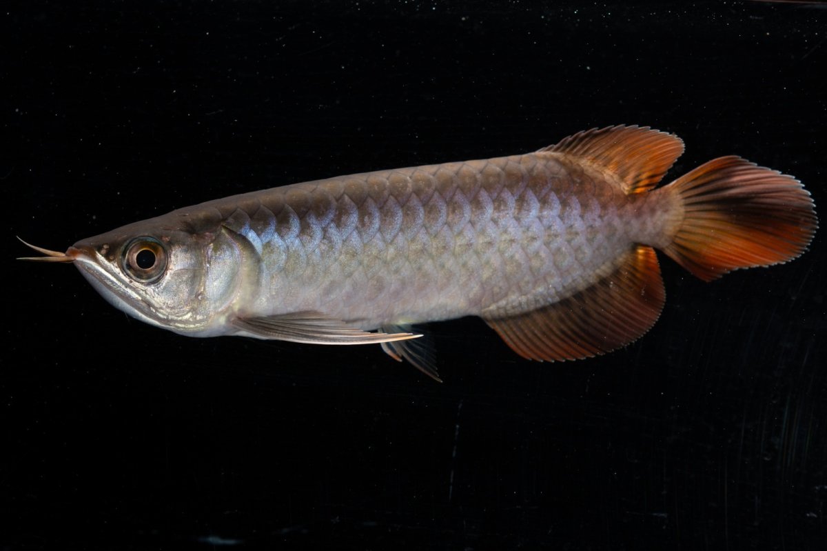 画像5: スーパーレッド  NO.33（プルマタカプアス産） (5)