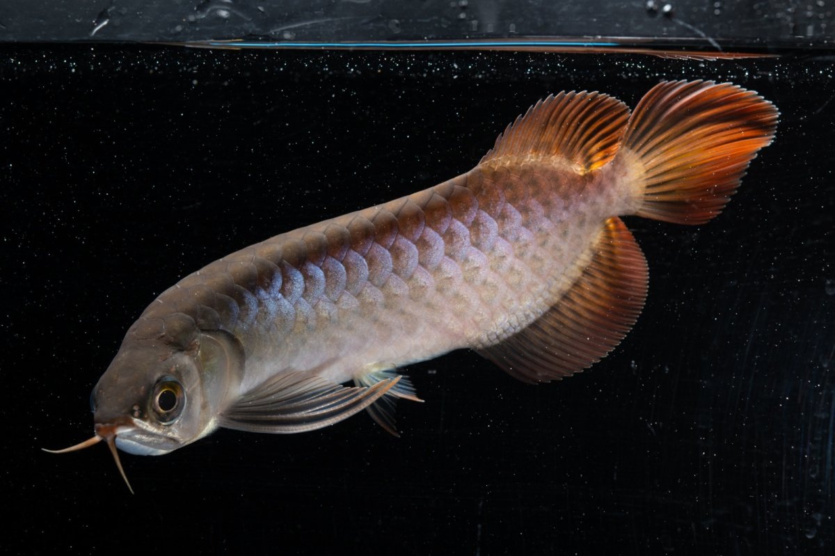 画像13: スーパーレッド  NO.33（プルマタカプアス産） (13)