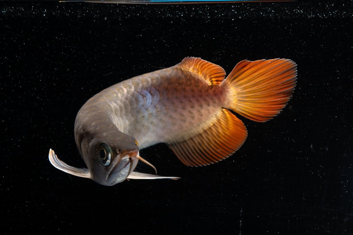 画像14: スーパーレッド  NO.33（プルマタカプアス産） (14)