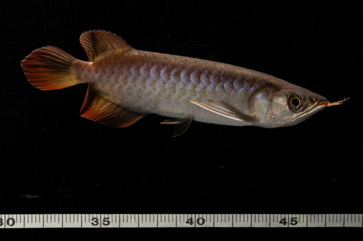 画像14: スーパーレッド  NO.34（プルマタカプアス産） (14)