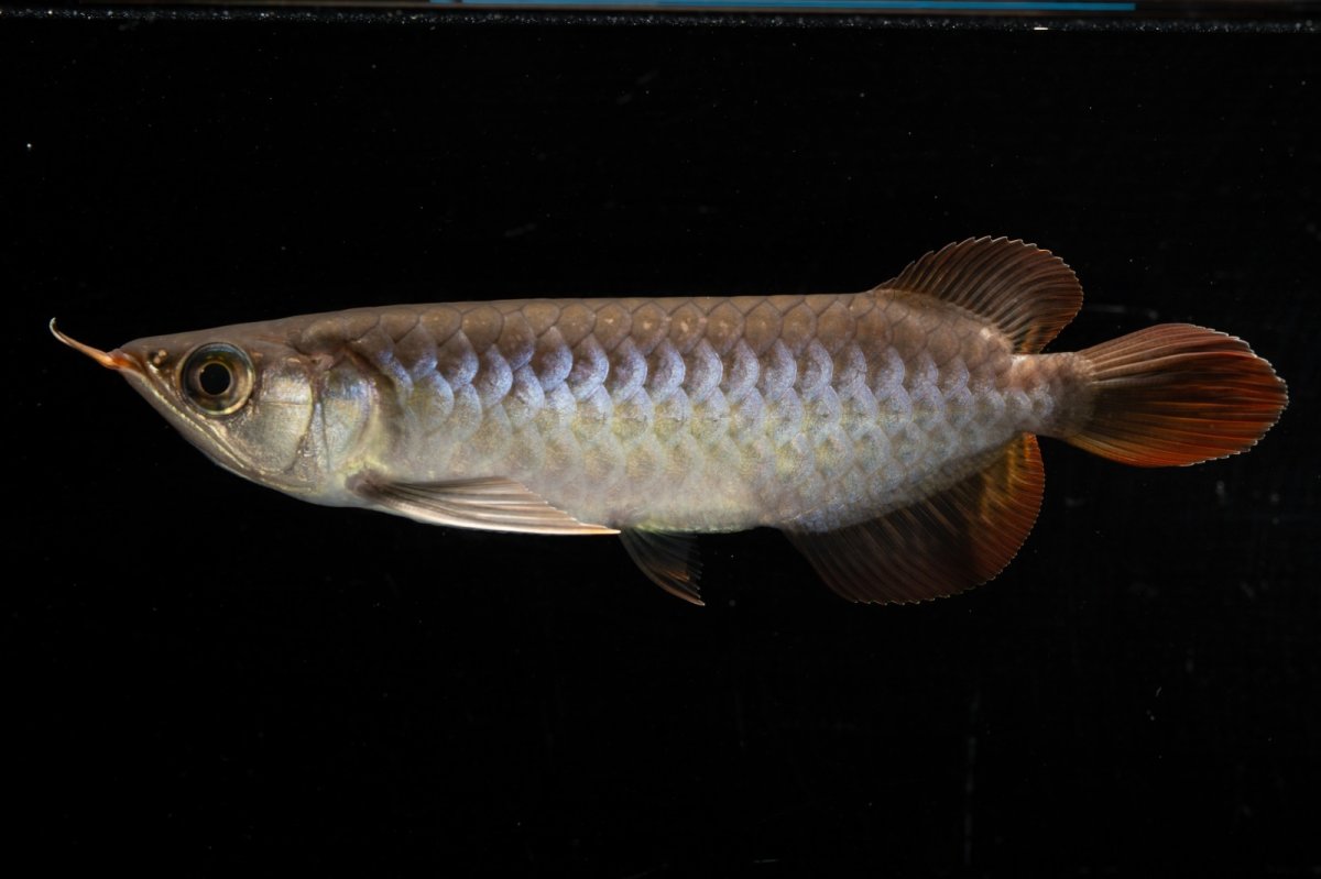 画像9: スーパーレッド  NO.34（プルマタカプアス産） (9)