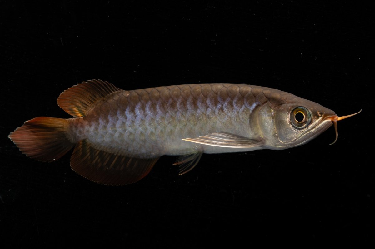 画像4: スーパーレッド  NO.34（プルマタカプアス産） (4)