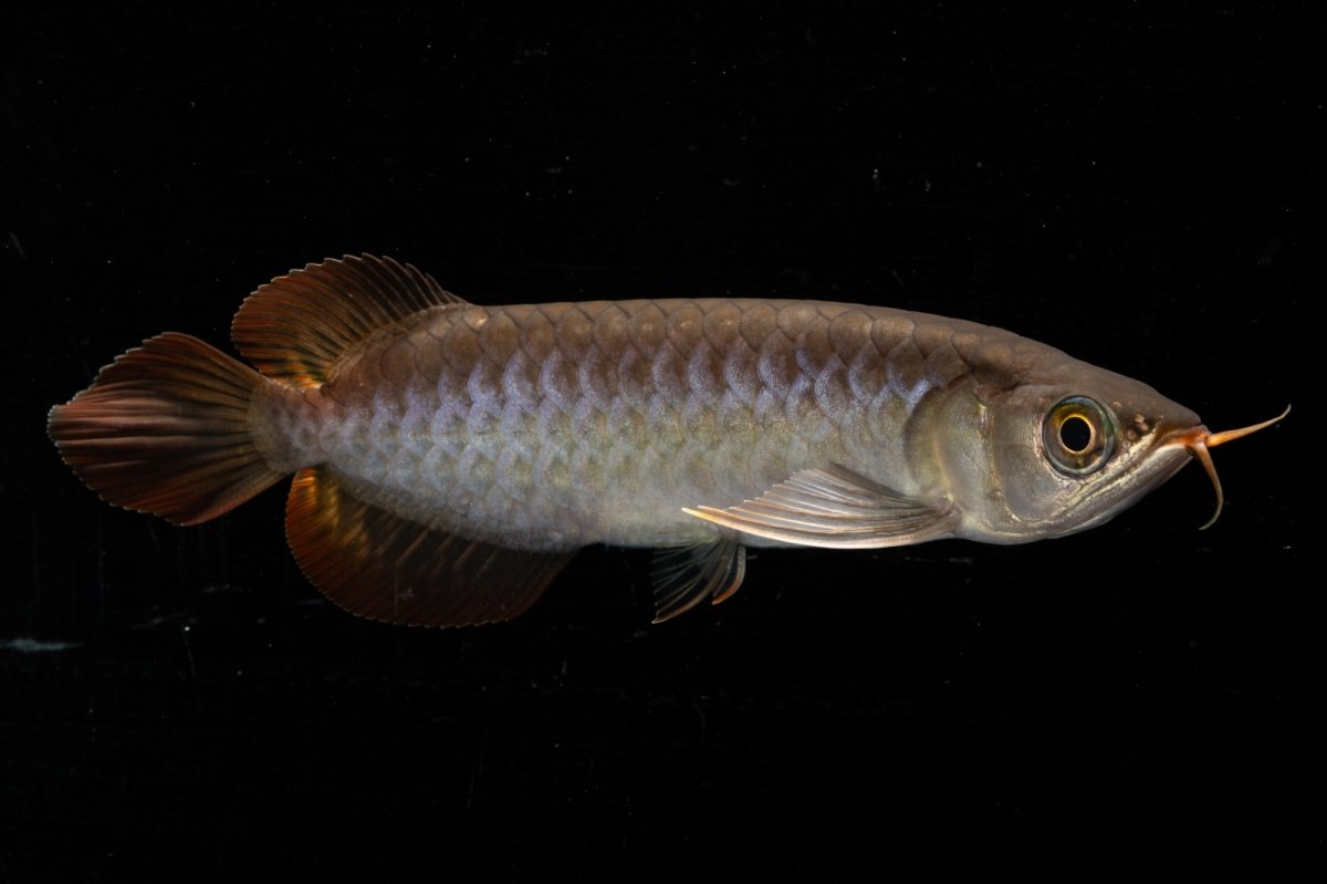 画像6: スーパーレッド  NO.34（プルマタカプアス産） (6)