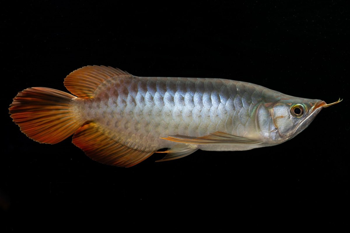 画像6: メタルレッド F4 NO.7（ディナミカカプアス産） (6)