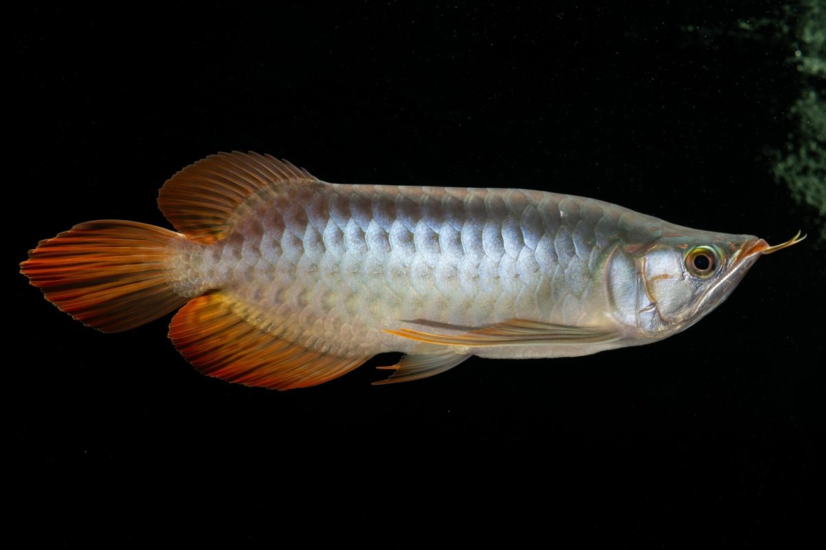 画像5: メタルレッド F4 NO.7（ディナミカカプアス産） (5)