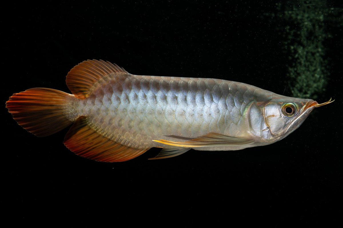 画像4: メタルレッド F4 NO.7（ディナミカカプアス産） (4)