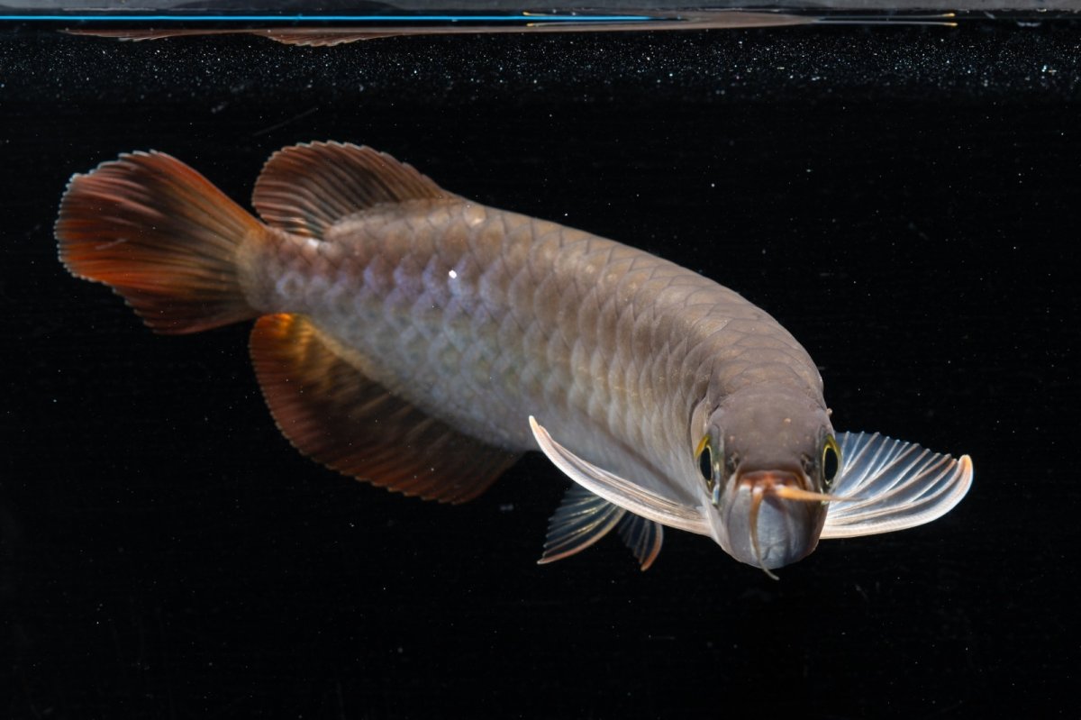 画像12: スーパーレッド  NO.34（プルマタカプアス産） (12)