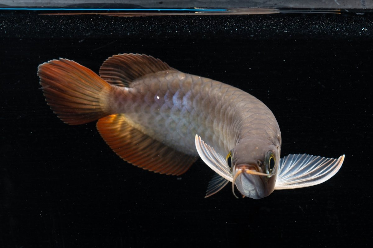 画像10: スーパーレッド  NO.34（プルマタカプアス産） (10)