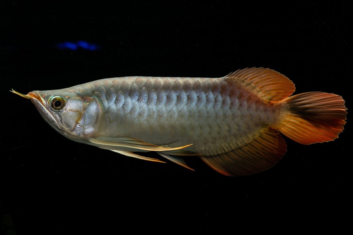 画像3: メタルレッド F4 NO.7（ディナミカカプアス産） (3)