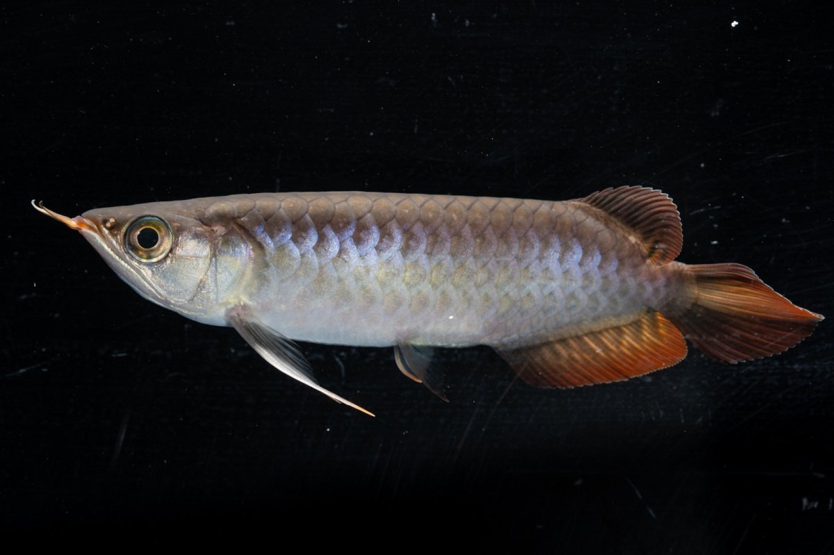 画像11: スーパーレッド  NO.34（プルマタカプアス産） (11)