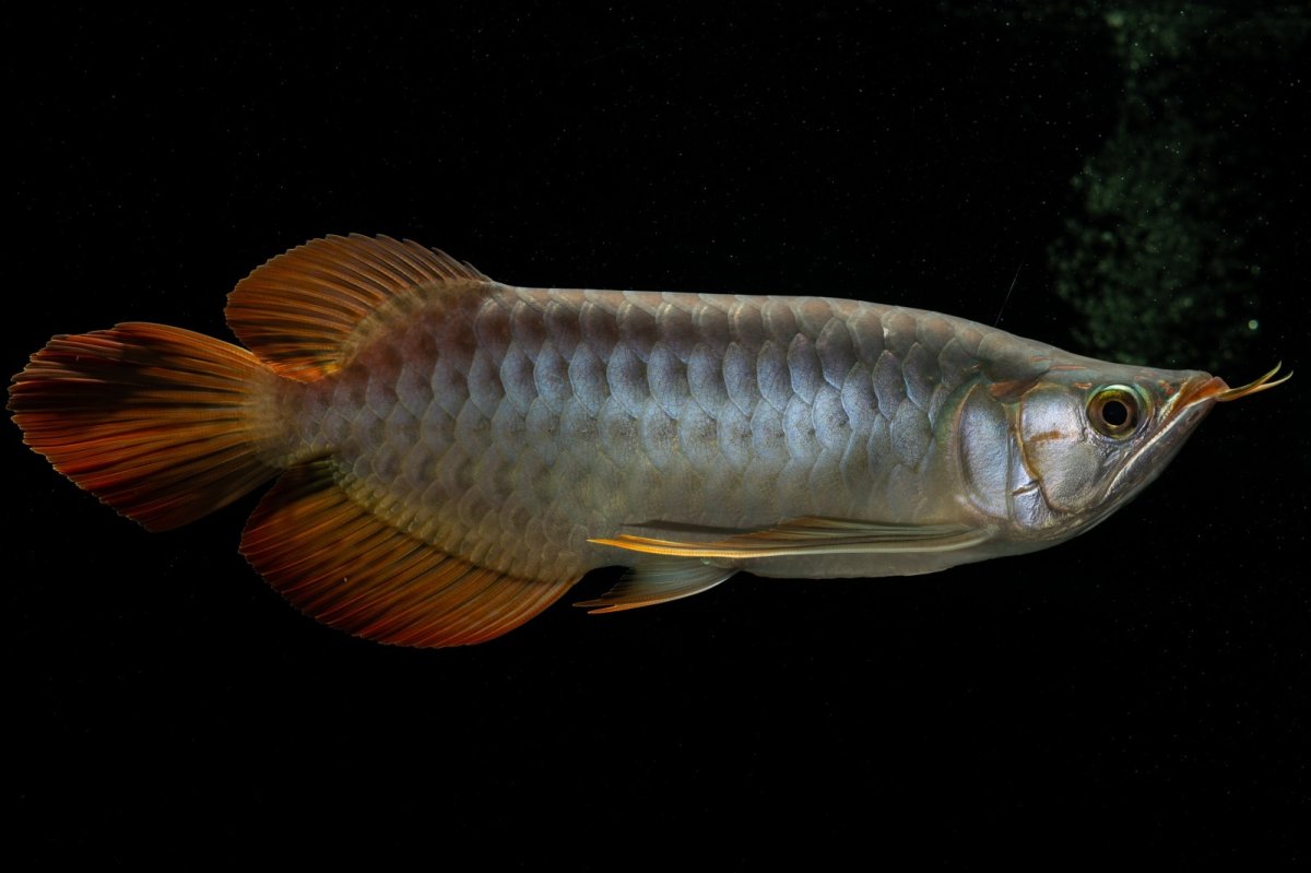 画像2: メタルレッド F4 NO.7（ディナミカカプアス産） (2)