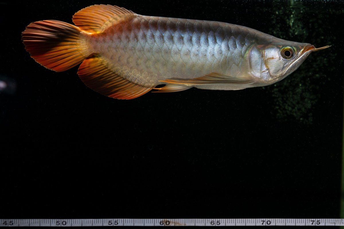 画像7: メタルレッド F4 NO.7（ディナミカカプアス産） (7)