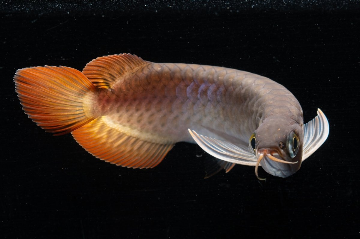 画像8: スーパーレッド  NO.34（プルマタカプアス産） (8)