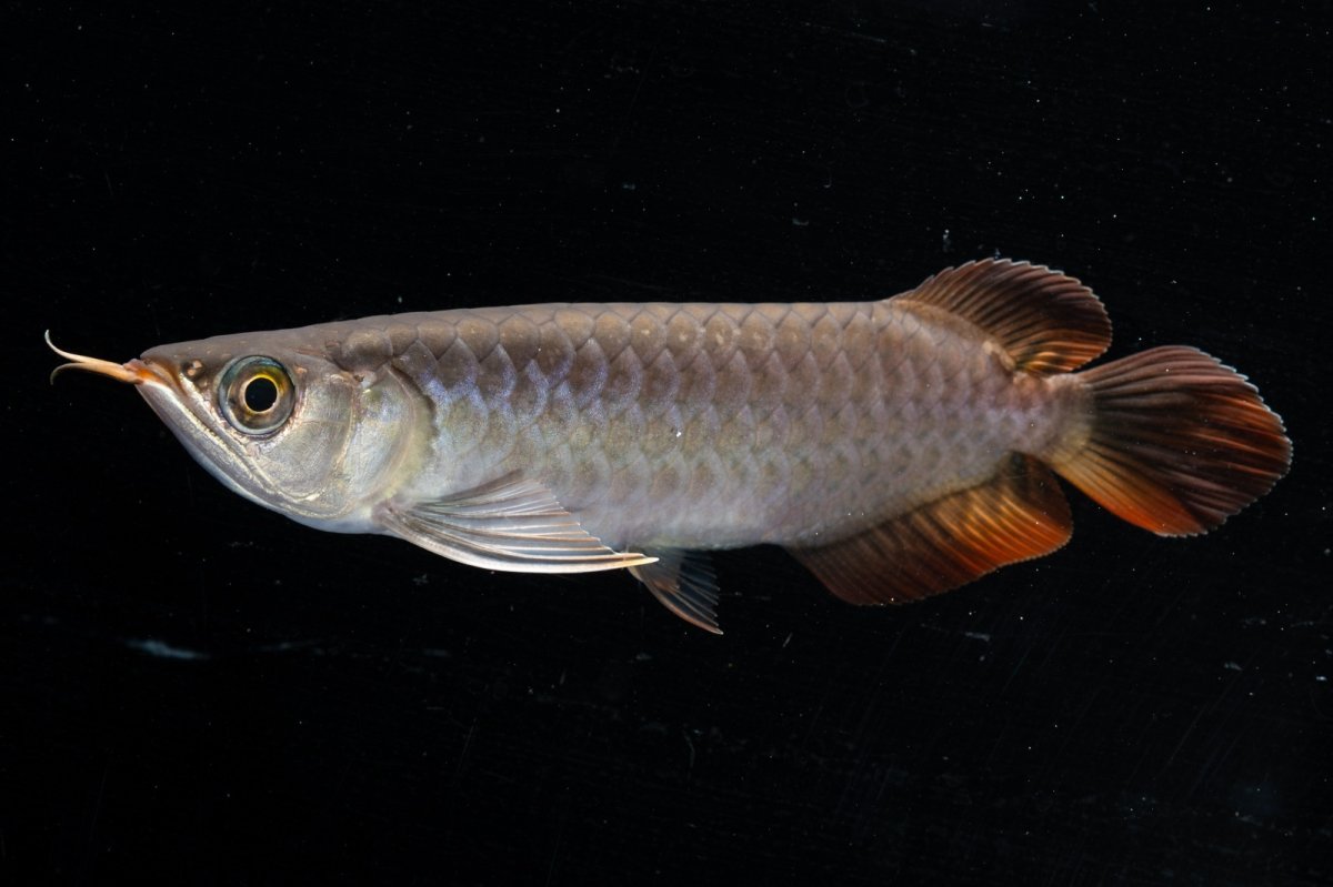 画像7: スーパーレッド  NO.34（プルマタカプアス産） (7)