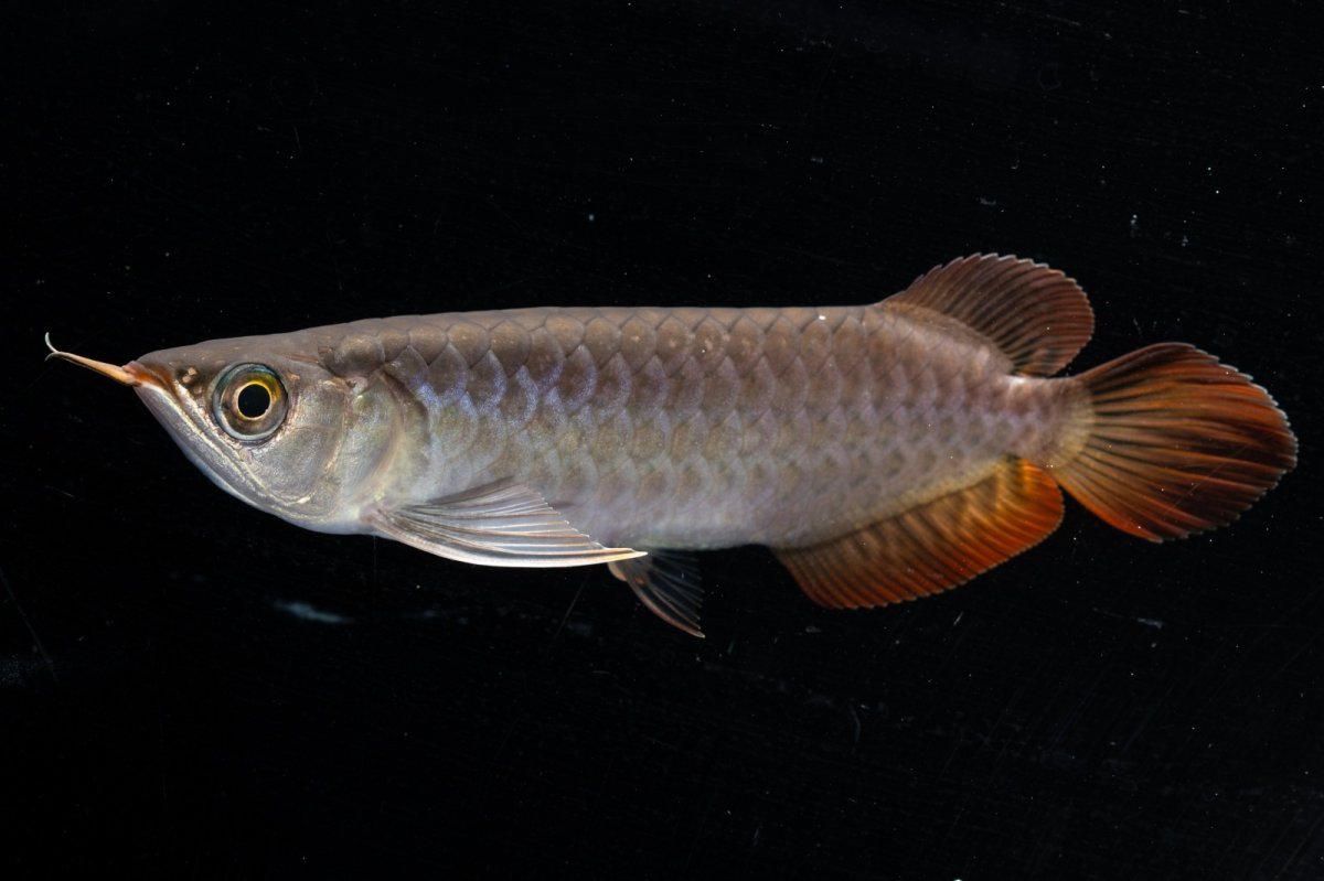 画像5: スーパーレッド  NO.34（プルマタカプアス産） (5)