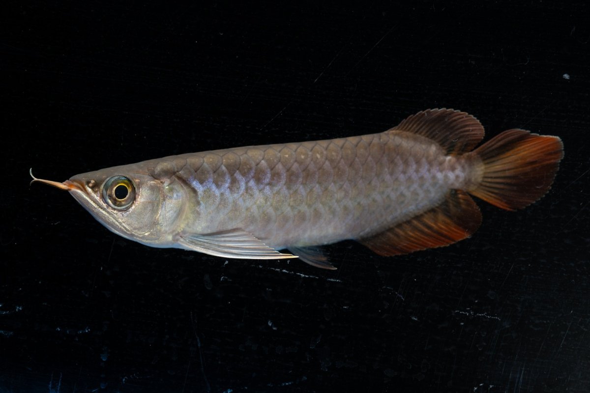 画像3: スーパーレッド  NO.34（プルマタカプアス産） (3)