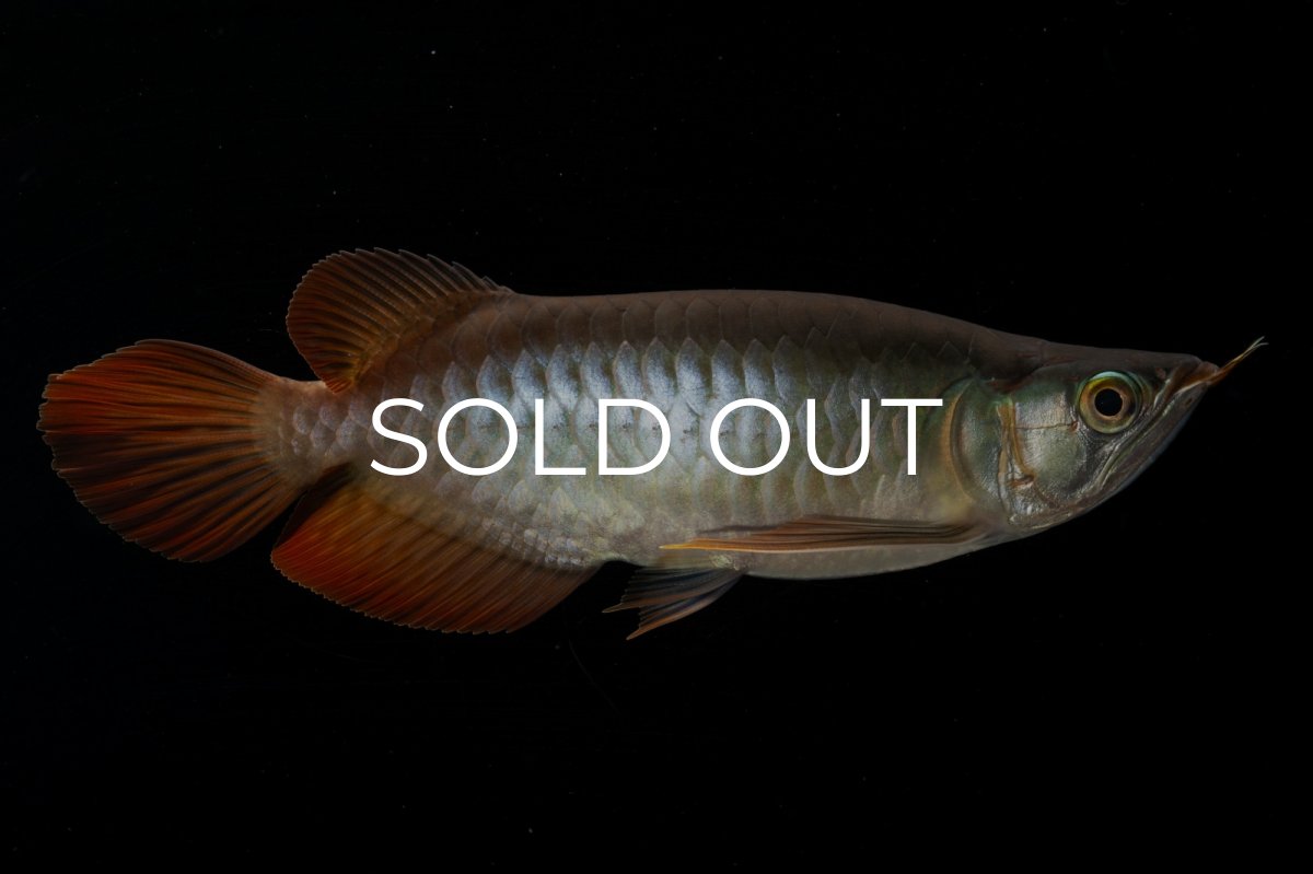 画像4: メタルレッド F4 NO.3（ディナミカカプアス産） (4)