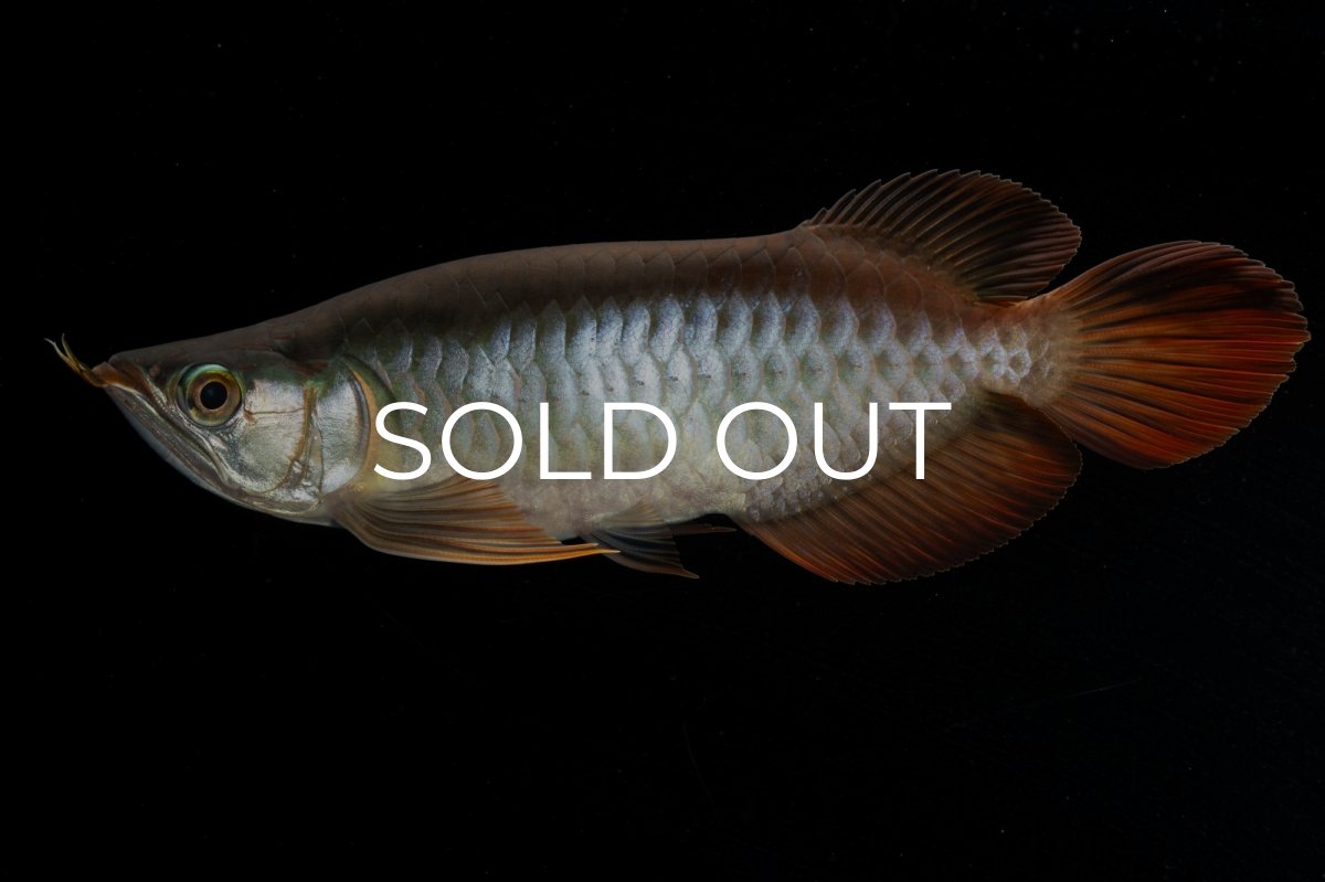 画像7: メタルレッド F4 NO.3（ディナミカカプアス産） (7)