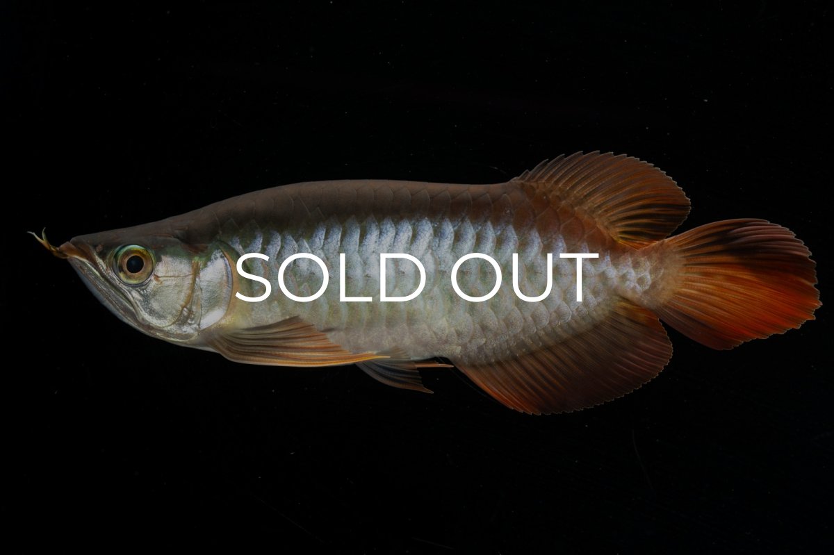 画像5: メタルレッド F4 NO.3（ディナミカカプアス産） (5)