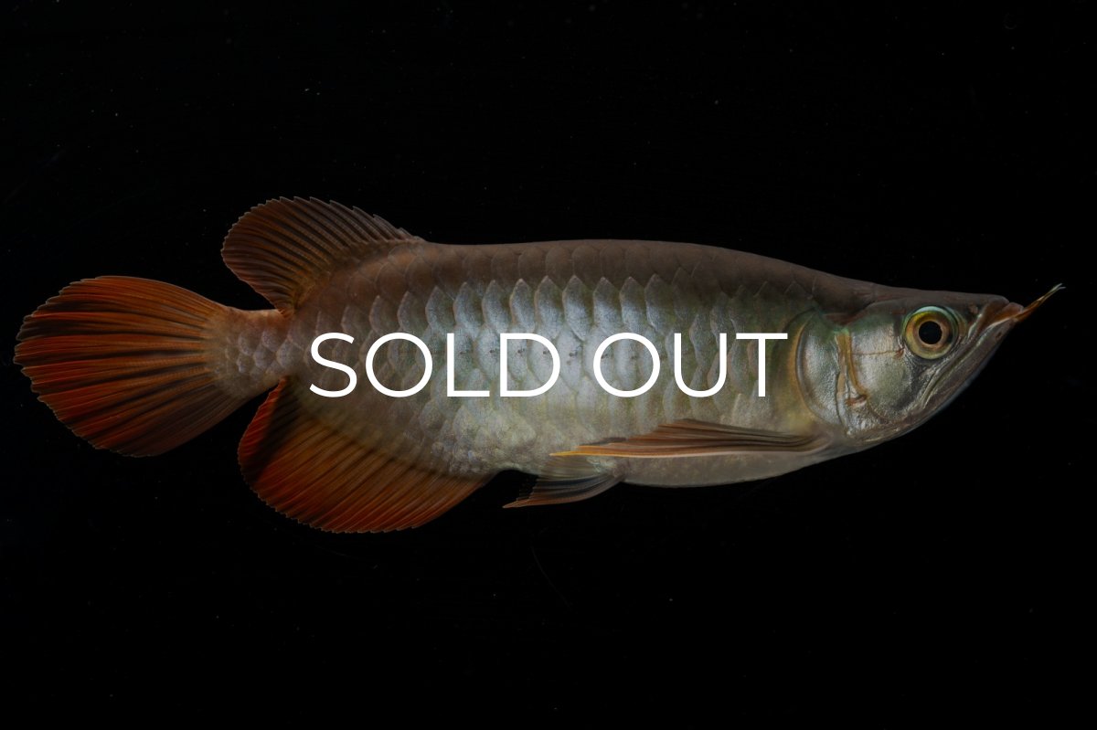 画像8: メタルレッド F4 NO.3（ディナミカカプアス産） (8)