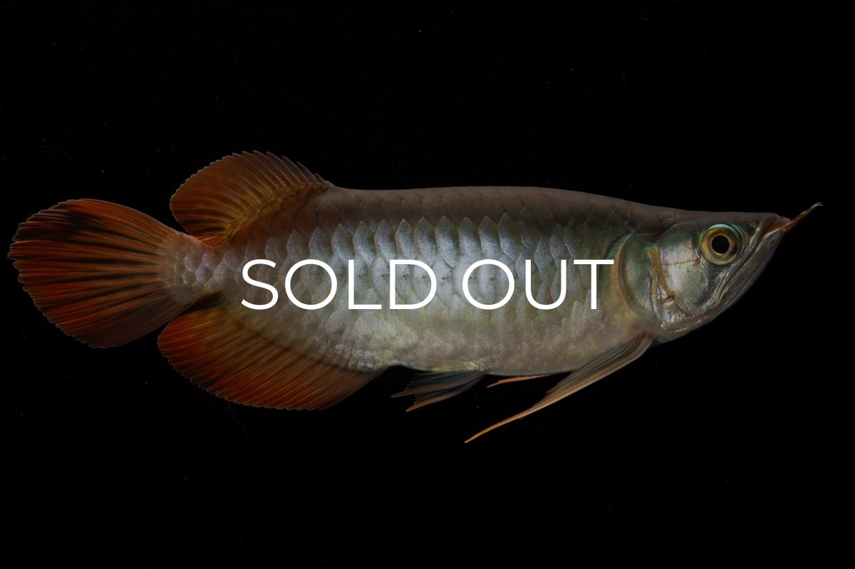 画像6: メタルレッド F4 NO.3（ディナミカカプアス産） (6)