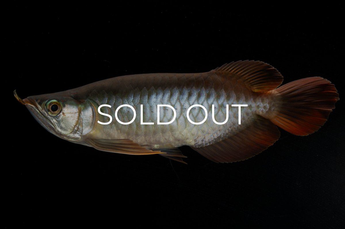 画像3: メタルレッド F4 NO.3（ディナミカカプアス産） (3)