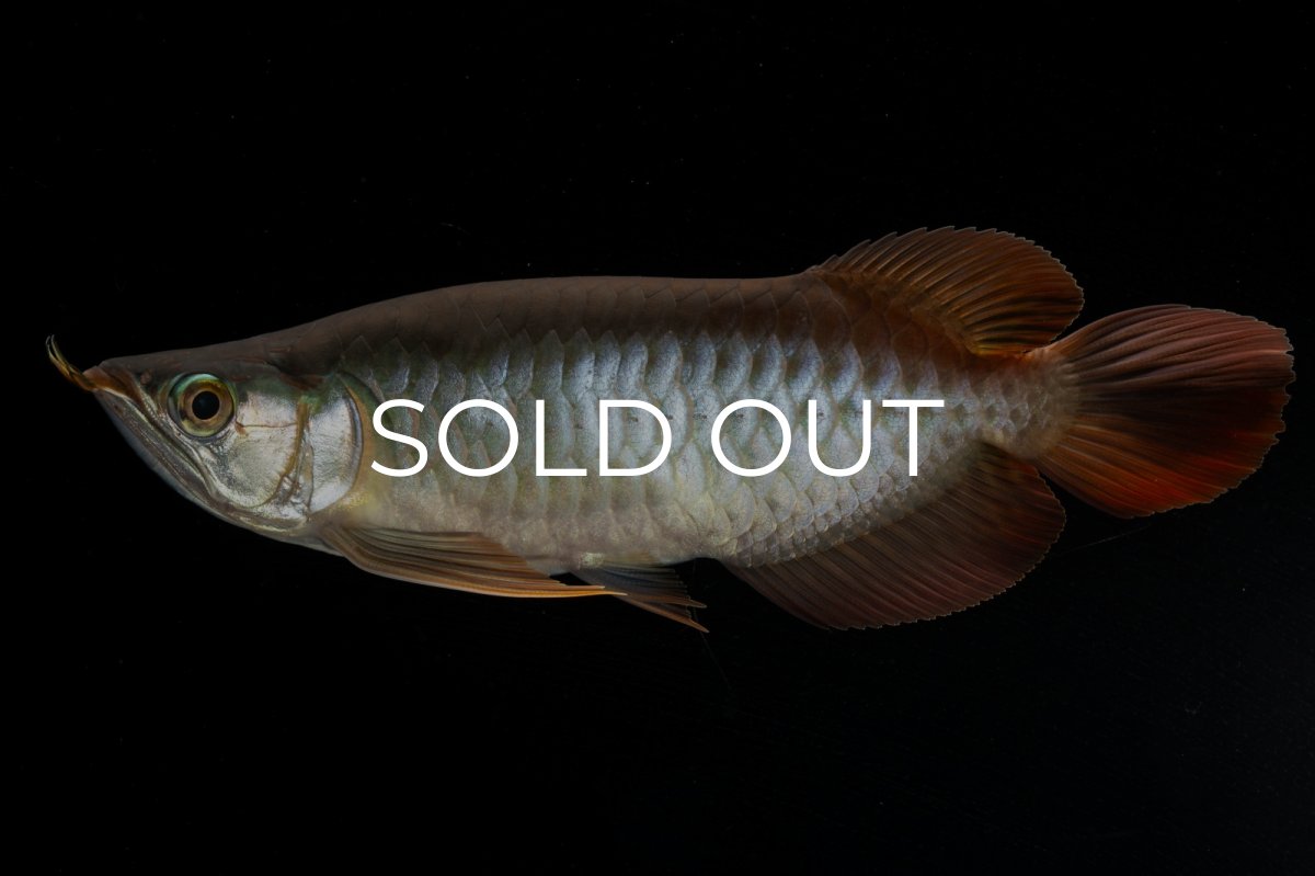 画像1: メタルレッド F4 NO.3（ディナミカカプアス産） (1)