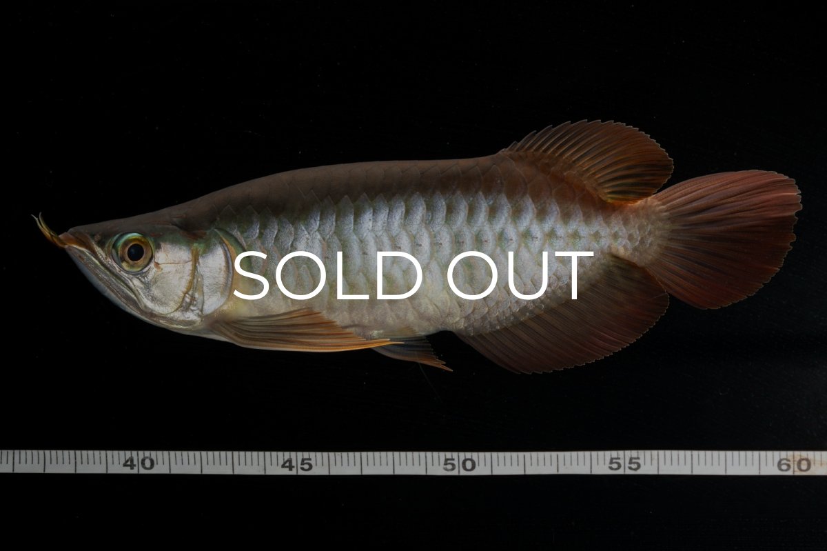 画像10: メタルレッド F4 NO.3（ディナミカカプアス産） (10)