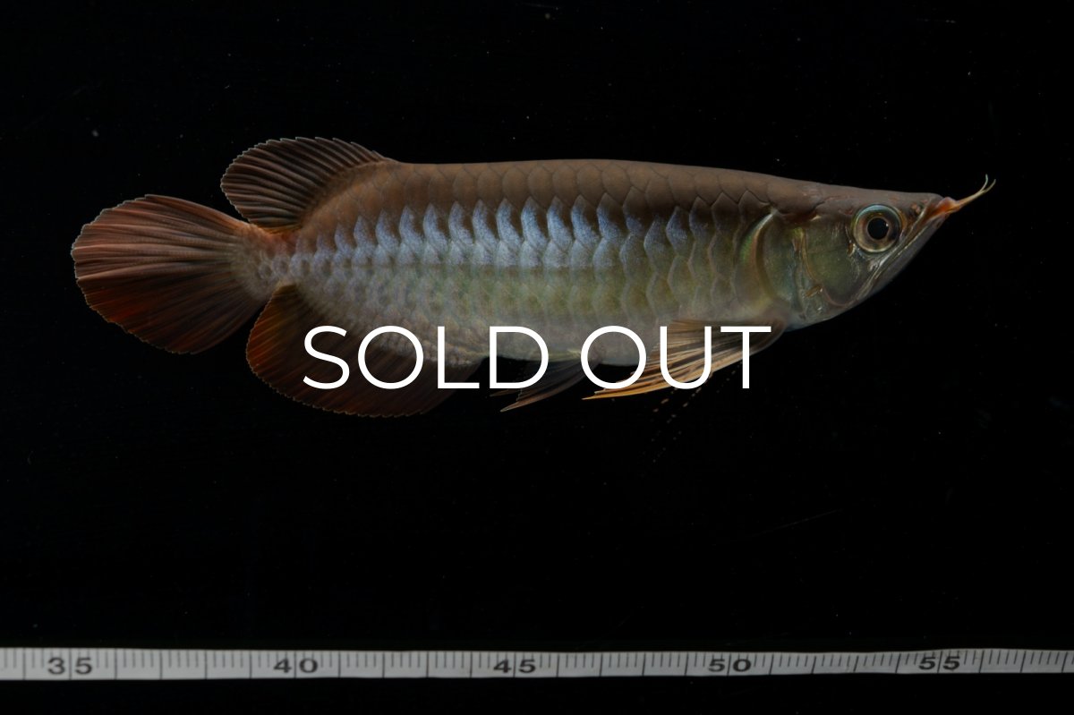 画像7: メタルレッド F4 NO.4（ディナミカカプアス産） (7)