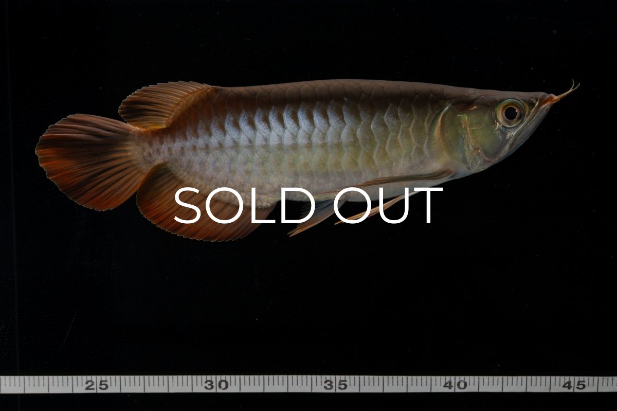 画像6: メタルレッド F4 NO.4（ディナミカカプアス産） (6)