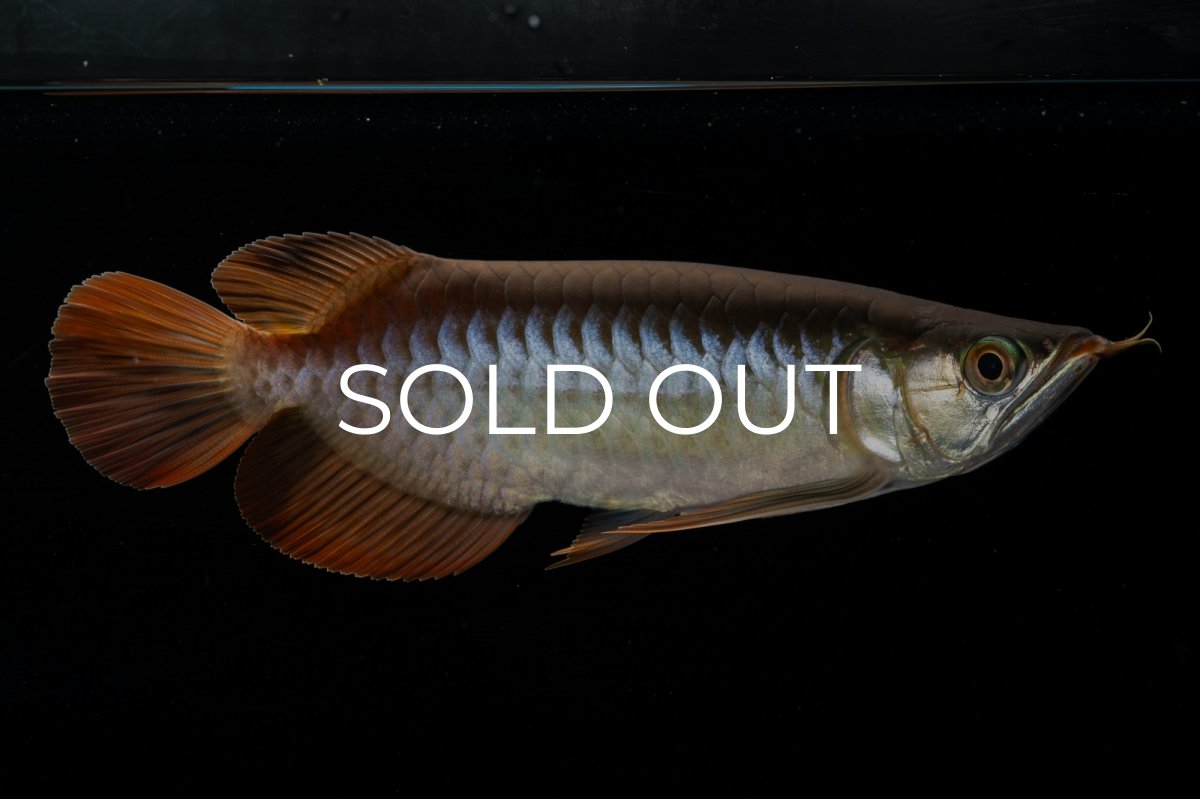 画像5: メタルレッド F4 NO.4（ディナミカカプアス産） (5)