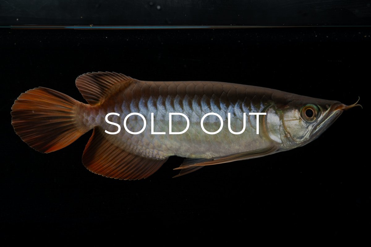 画像4: メタルレッド F4 NO.4（ディナミカカプアス産） (4)