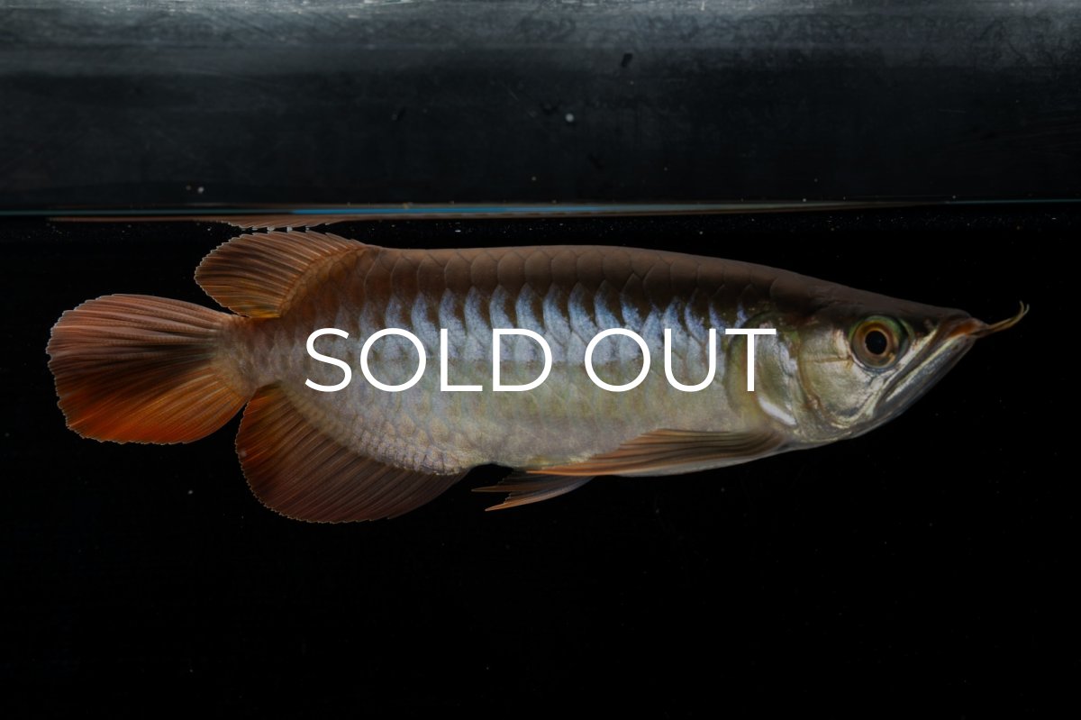 画像2: メタルレッド F4 NO.4（ディナミカカプアス産） (2)