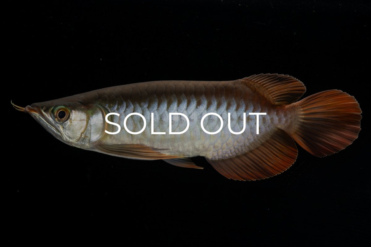 画像1: メタルレッド F4 NO.4（ディナミカカプアス産） (1)