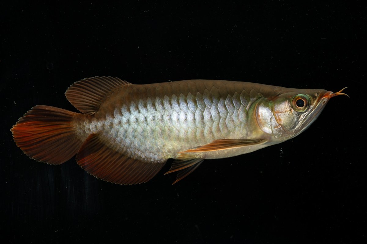 画像7: メタルレッド F4 NO.5（ディナミカカプアス産） (7)