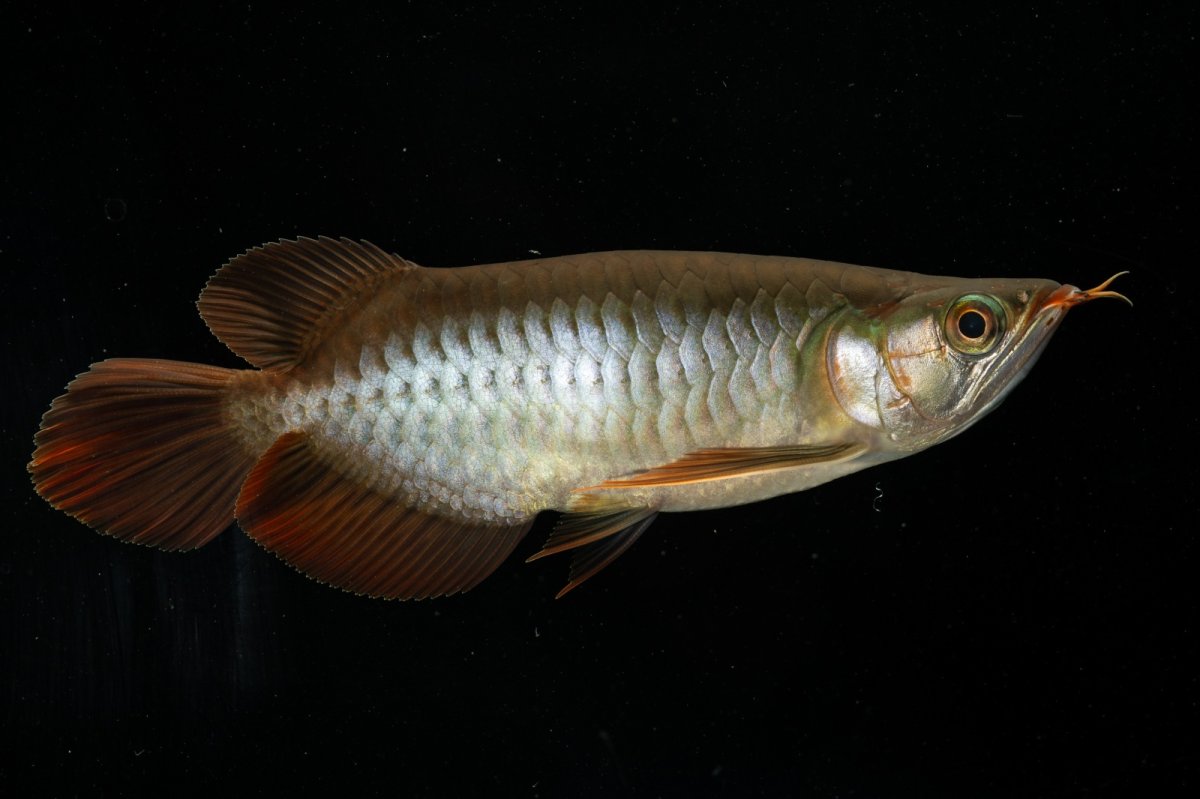 画像3: メタルレッド F4 NO.5（ディナミカカプアス産） (3)